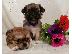 PoulaTo: Longhaired Chihuahuas Για Πώληση CKC Papered